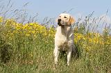 LABRADOR 392